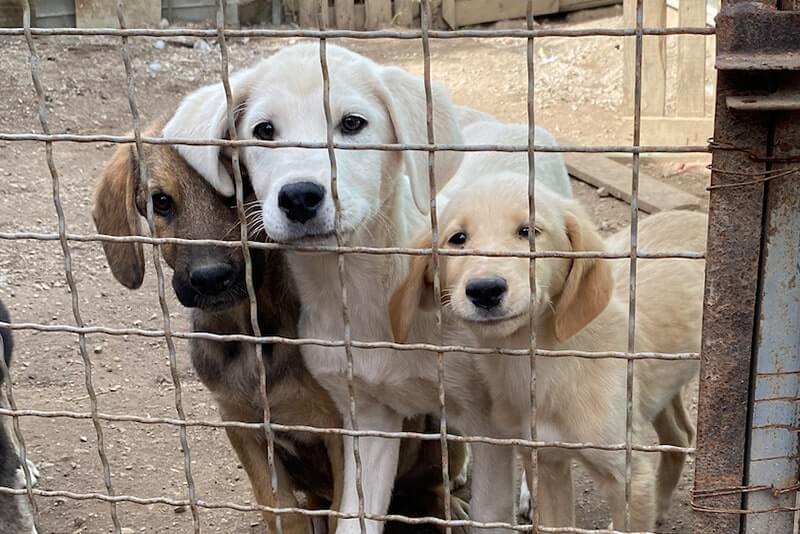Zweite Chance im Auslauf I Tierschutzverein Balkanschnauzen e.V.