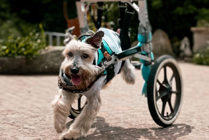 Mobil durch deine Hilfe I Stiftung De Hun'nenhoff