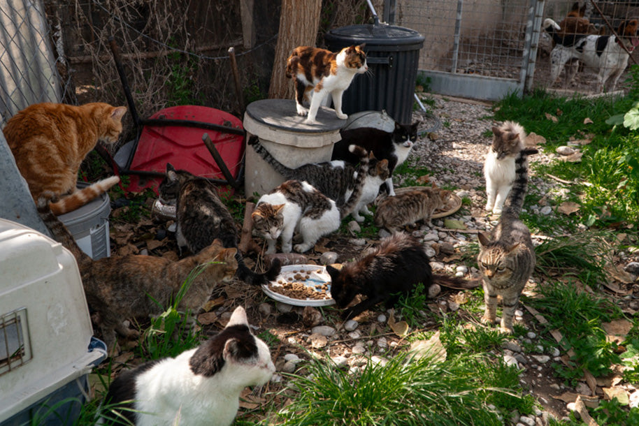 Positive Wende I Tierschutzverein Rhodos Pfoten e.V. - HappyFeedbag GmbH