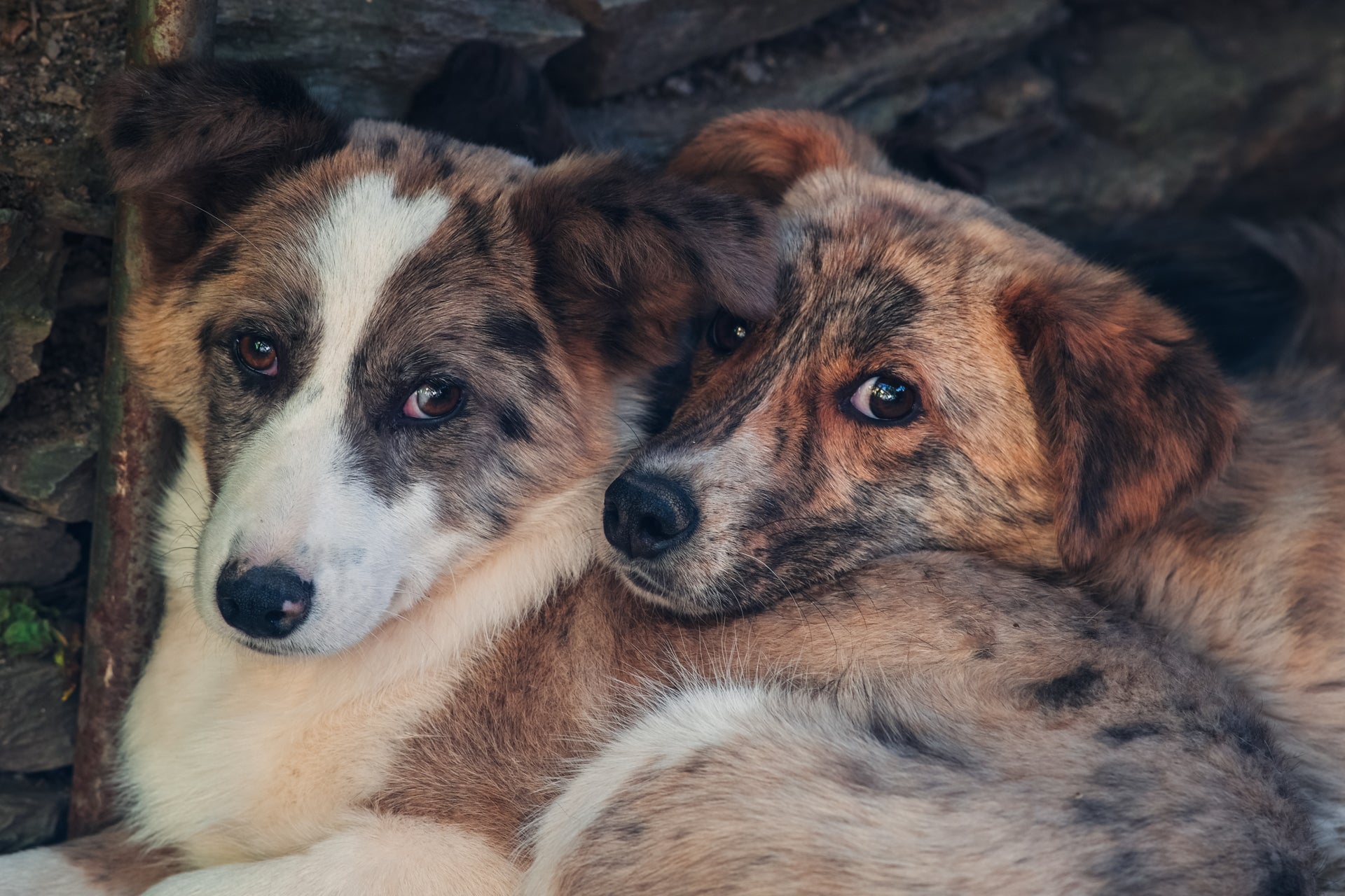 Jedes Kilo zählt I Tierhilfe Hoffnungspfoten e.V. - HappyFeedbag GmbH