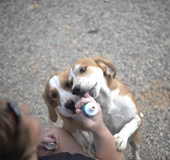 HappyFeedbag_Nachhaltiges Hundefutter_Tierschutz