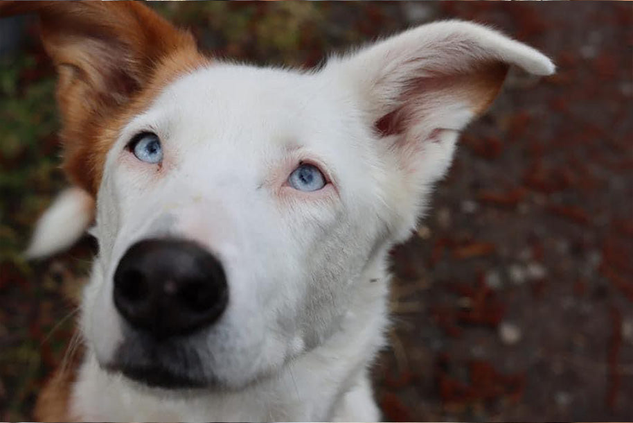 HappyFeedbag_Kooperation Tierschutz und Tierheim
