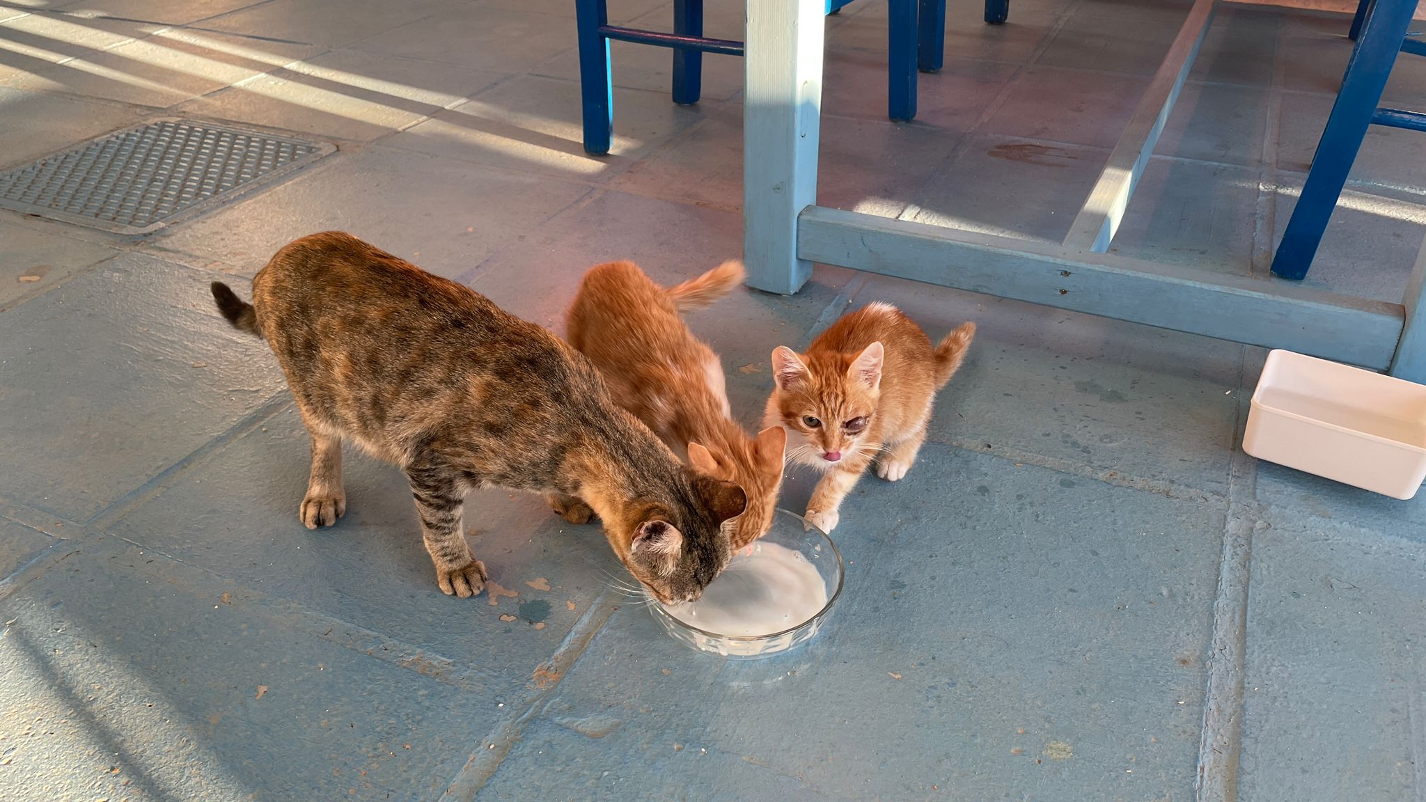 HappyFeedbag_Rhodos Pfoten_Tierschutz Katzen
