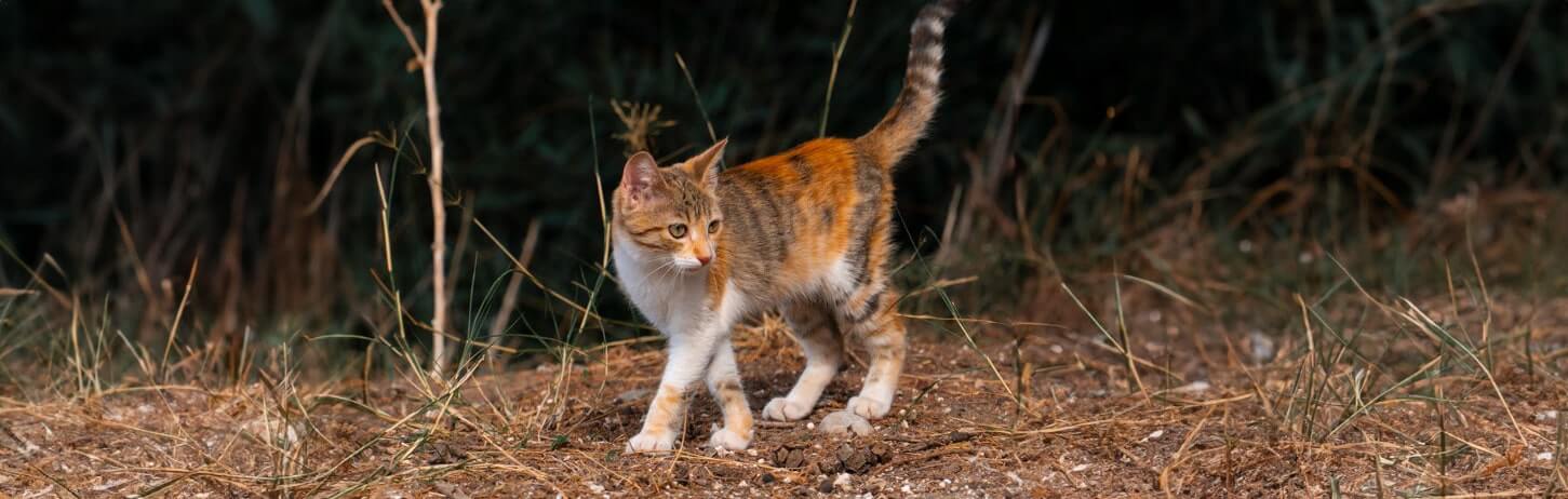 HappyFeedbag_Tierheim und Tierschutz_Katzen
