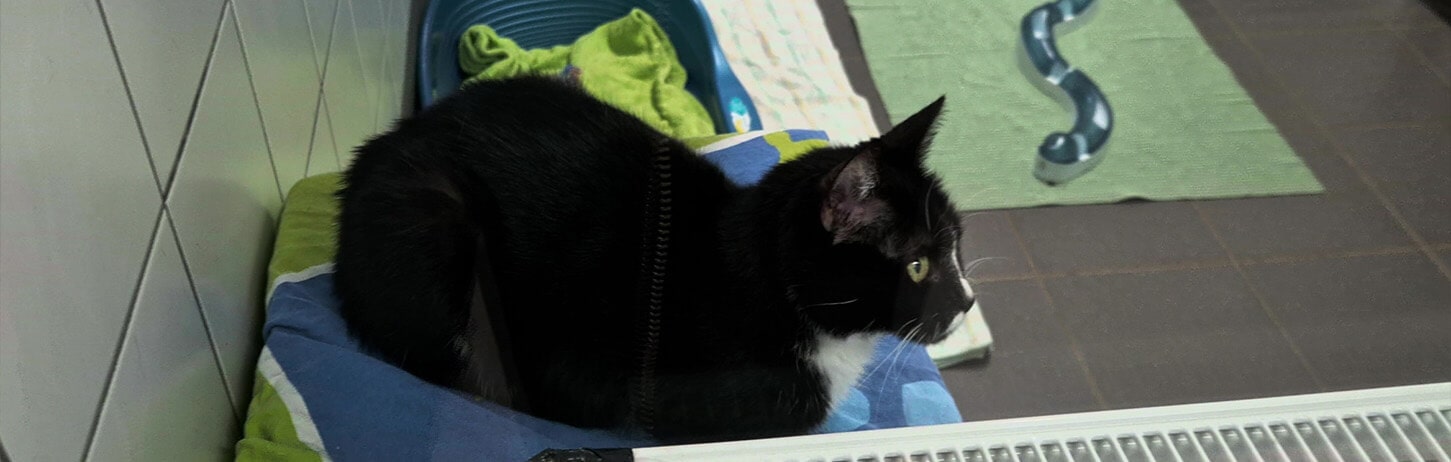 HappyFeedbag_Tierheim_Dorsten_Katzen