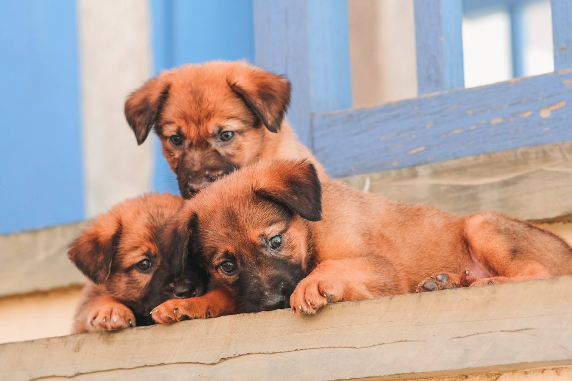 HappyFeedbag_Kooperation Tierschutz und Tierheim
