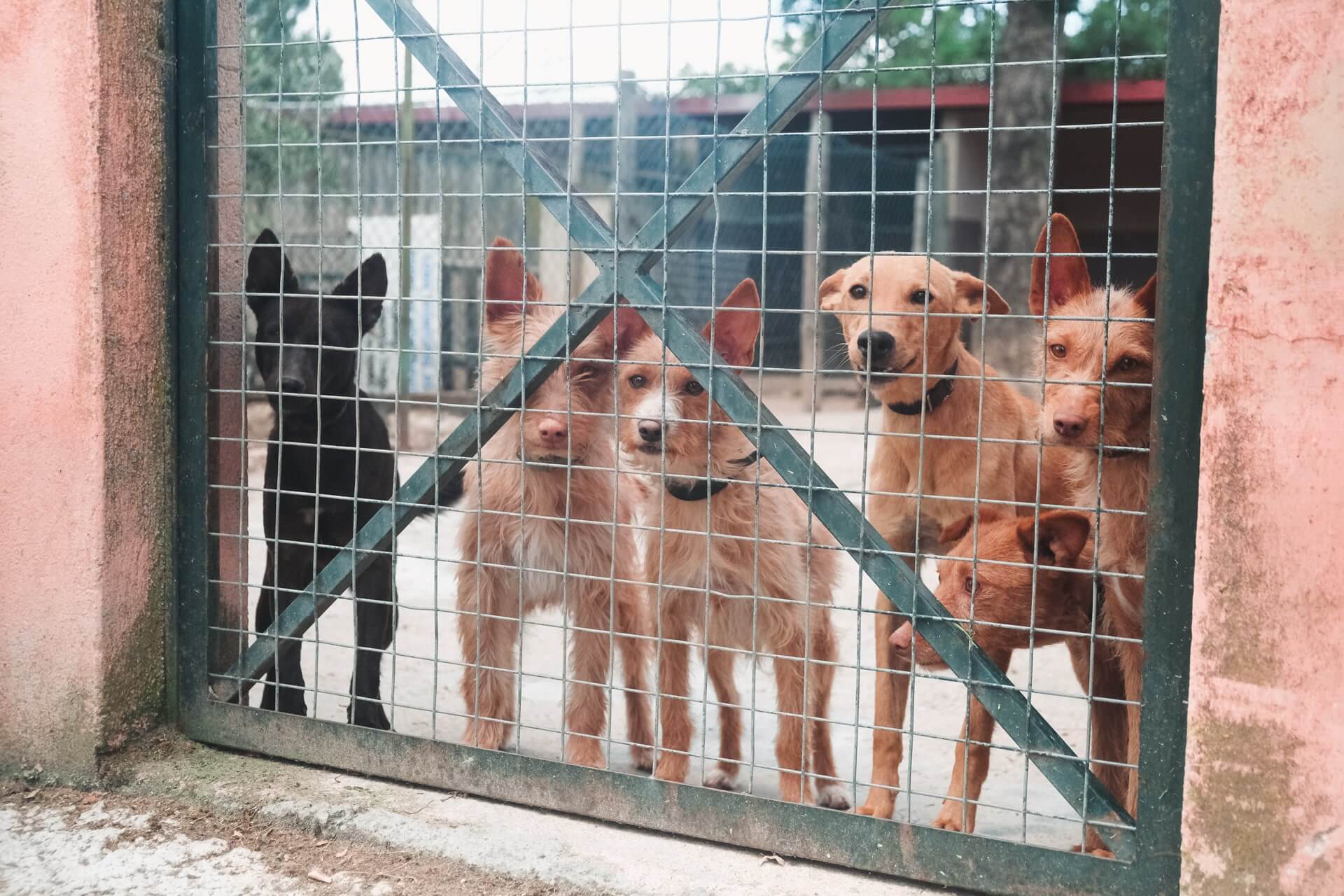 HappyFeedbag_Kooperation Tierschutz und Tierheim