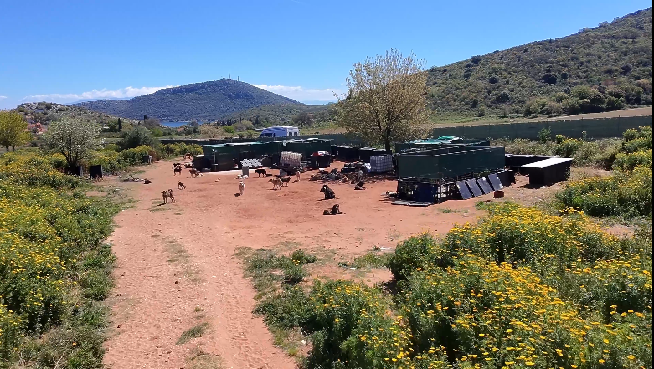 80 Chancen für ein besseres Leben – Kastrationsprojekt Griechenland I Griechische Pfoten suchen ihr Glück e.V.