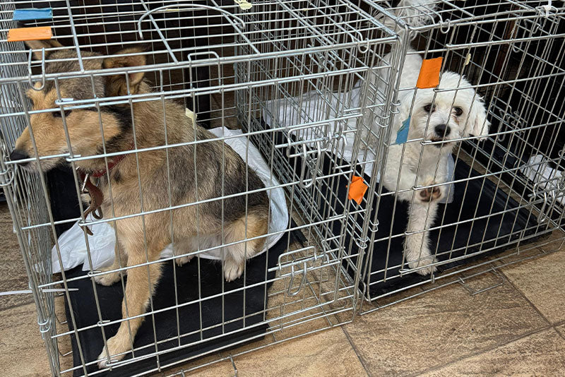 Ein neues Leben für Rumäniens Straßentiere I Tierschutzverein SpecialDogs e.V.