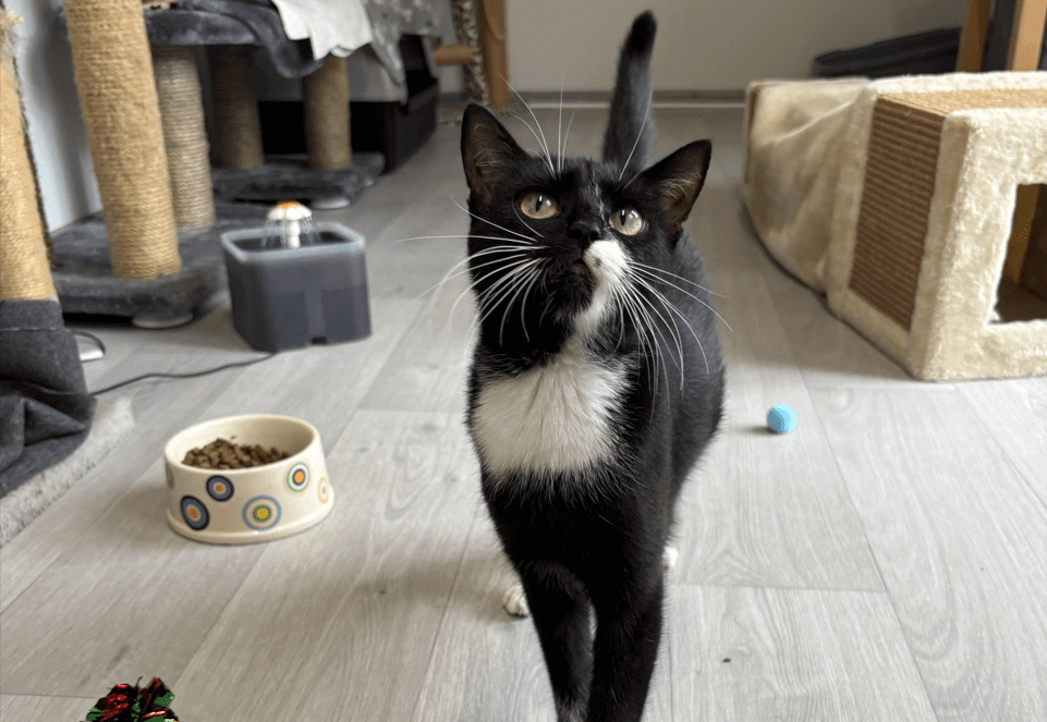 Neue Kratzbäume, neues Glück I Tierschutzverein Hamm und Umgebung e.V.