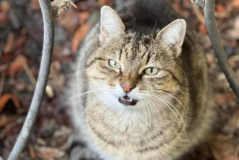 HappyFeedbag_Kooperation Tierschutz und Tierheim